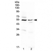 Western blot testing of human 1) A431 and 2) PANC-1 cell lysate with VIPR1 antibody. Predicted molecular weight ~52 kDa.