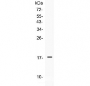 Western blot testing of 1ng of recombinant human protein with IL-17E antibody at 0.5ug/ml. Predicted molecular weight: ~18 kDa (unmodified), 21-26 kDa (glycosylated).