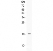 Western blot testing of 1ng of recombinant human protein with IL-17E antibody at 0.5ug/ml. Predicted molecular weight: ~18 kDa (unmodified), 21-26 kDa (glycosylated).