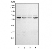 Western blot testing of human 1) HeLa, 2) 293T, 3) Jurkat and 4) Raji cell lysate with HSF2 antibody at 0.5ug/ml. Predicted molecular weight ~60 kDa.