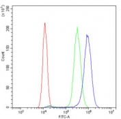 Flow cytometry testing of human SiHa cells with IQGAP2 antibody at 1ug/million cells (blocked with goat sera); Red=cells alone, Green=isotype control, Blue= IQGAP2 antibody.