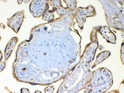 IHC testing of FFPE human placental tissue with TSPAN12 antibody at 1ug/ml. Required HIER: steam section in pH6 citrate buffer for 20 min and allow to cool prior to testing.
