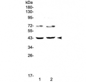 Western blot testing of 1) human HeLa and 2) human SW620 cell lysate with TSPAN12 antibody at 0.5ug/ml. Predicted molecular weight ~35 kDa, may be observed at a higher MW due to glycosylation.