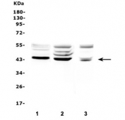 Western blot testing of 1) rat kidney, 2) rat brain and 3) mouse brain lysate with TSPAN12 antibody at 0.5ug/ml. Predicted molecular weight ~35 kDa, may be observed at a higher MW due to glycosylation.