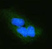 Immunofluorescent staining of FFPE human U-2 OS cells with DYNLT1 antibody (green) and DAPI nuclear stain (blue). HIER: steam section in pH6 citrate buffer for 20 min.