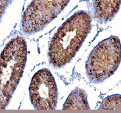 Immunohistochemical staining of FFPE rat testis tissue with DYNLT1 antibody, HRP-secondary and DAB substrate. HIER: boil tissue sections in pH8 EDTA for 20 min and allow to cool before testing.