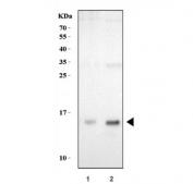 Western blot testing of 1) human SW620 and 2) monkey COS-7 cell lysate with DYNLT1 antibody at 0.5ug/ml. Predicted molecular weight ~12 kDa.
