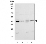 Western blot testing of 1) human MCF7, 2) human PC-3, 3) human A549 and 4) monkey COS-7 cell lysate with AHA1 antibody at 0.5ug/ml.  Predicted molecular weight ~38 kDa.