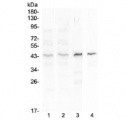 Western blot testing of 1) human placenta, 2) human MCF7, 3) rat spleen and 4) mouse spleen lysate with SP6 antibody at 0.5ug/ml. Predicted molecular weight ~40 kDa.