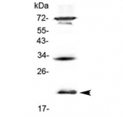 Western blot testing of mouse NIH3T3 cell lysate with Il17b antibody at 0.5ug/ml. Expected molecular weight: 17-20 kDa depending on glylcosylation level.