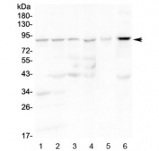 Western blot testing of 1) rat spleen, 2) rat thymus, 3) mouse spleen, 4) mouse thymus, 5) human K562 and 6) human 22RV1 lysate with CD19 antibody at 0.5ug/ml. Expected molecular weight: 60~100 kDa depending on glycosylation level.