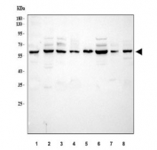 Western blot testing of 1) human 293T, 2) human U-87 MG, 3) human SH-SY5Y, 4) human U-251, 5) human U-2 OS, 6) human HeLa, 7) human T-47D and 8) monkey COS-7 cell lysate with NADPH oxidase 4 antibody. Expected molecular weight: ~65 kDa, 75-80 kDa.