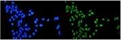 Immunofluorescent staining of FFPE human HeLa cells with Topoisomerase I antibody (green) at 2ug/ml and DAPI nuclear stain (blue). HIER: steam section in pH6 citrate buffer for 20 min.