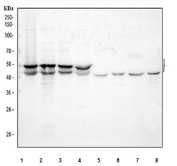 Western blot testing of 1) human 293T, 2) human Jurkat, 3) human HepG2, 4) human MCF7, 5) rat testis, 6) rat C6, 7) mouse testis and 8) mouse NIH 3T3 cell lysate with SKP2 antibody at 0.5ug/ml. Predicted molecular weight ~48 kDa and ~46 kDa (two isoforms).