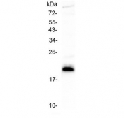 Western blot testing of human CCRF-CEM cell lysate with IL-27 antibody at 0.5ug/ml. Predicted molecular weight ~28 kDa, observed here at ~20 kDa.