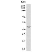 Western blot testing of human HepG2 cell lysate with DC-SIGN antibody at 0.5ug/ml. Predicted molecular weight ~46 kDa.