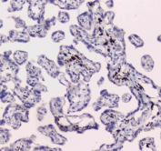 IHC testing of FFPE human placental tissue with DC-SIGN antibody at 1ug/ml. Required HIER: steam section in pH6 citrate buffer for 20 min and allow to cool prior to staining.