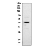 Flow cytometry testing of human THP1 cells with DC-SIGN antibody at 1ug/10^6 cells (blocked with goat sera); Red=cells alone, Green=isotype control, Blue=DC-SIGN antibody.