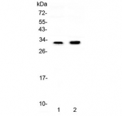 Western blot testing of 1) rat kidney and 2) mouse kidney lysate with Connexin 32 antibody at 0.5ug/ml. Predicted molecular weight ~32 kDa.