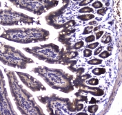 IHC testing of FFPE mouse small intestine tissue with SDHB antibody at 1ug/ml. Required HIER: steam section in pH6 citrate buffer for 20 min and allow to cool prior to staining.