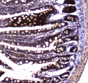 IHC testing of FFPE rat small intestine tissue with SDHB antibody at 1ug/ml. Required HIER: steam section in pH6 citrate buffer for 20 min and allow to cool prior to staining.