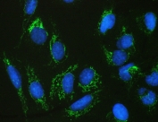 IF/ICC staining of FFPE human U-2 OS cells with SDHB antibody (green) at 2ug/ml and DAPI nuclear stain (blue). HIER: steam section in pH6 citrate buffer for 20 min.