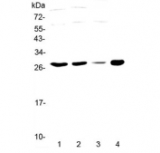 Western blot testing of human 1) HeLa, 2) MCF7, 3) HepG2 and 4) mouse SP20 cell lysate with APOBEC3A antibody at 0.5ug/ml. Predicted molecular weight ~23 kDa, observed here at ~28 kDa.