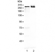 Western blot testing of 1) rat brain and 2) mouse brain lysate with MAP2 antibody at 0.5ug/ml. Predicted molecular weight ~199 kDa, routinely observed at ~280 kDa.