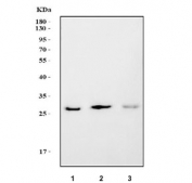 Western blot testing of 1) human Jurkat, 2) rat thymus and 3) mouse thymus tissue lysate with DCK antibody. Predicted molecular weight ~30 kDa. 