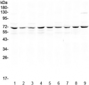 Western blot testing of human 1) HeLa, 2) Jurkat, 3) MCF7, 4) COLO320, 5) U-87 MG, 6) A549, 7) rat thymus, 8) mouse thymus and 9) mouse testis lysate with cIAP1 antibody at 0.5ug/ml. Predicted molecular weight ~70 kDa.