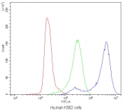 Flow cytometry testing of human K562 cells with CD2AP antibody at 1ug/10^6 cells (blocked with goat sera); Red=cells alone, Green=isotype control, Blue=CD2AP antibody.