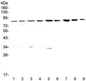 Western blot testing of human 1) HeLa, 2) 293T, 3) MCF7, 4) COLO320, 5) 22RV1 6) SK-OV-3, 7) rat stomach, 8) rat liver and 9) mouse liver lysate wtih CD2AP antibody at 0.5ug/ml. Predicted molecular weight: 71-80 kDa.