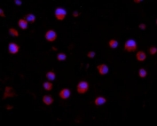 Immunofluorescent staining of FFPE human K562 cells with CD2AP antibody (red) at 2ug/ml and DAPI nuclear stain (blue). HIER: steam section in pH6 citrate buffer for 20 min.