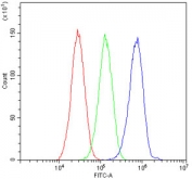 Flow cytometry testing of human HepG2 cells with PERK antibody at 1ug/10^6 cells (blocked with goat sera); Red=cells alone, Green=isotype control, Blue= PERK antibody.