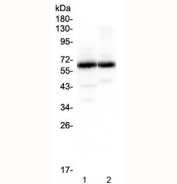 Western blot testing of 1) rat brain and 2) mouse brain lysate with SYT1 antibody at 0.5ug/ml. Expected molecular weight: 48-65 kDa depending on glycosylation level.