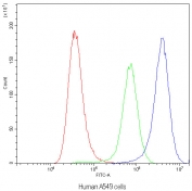 Flow cytometry testing of human A549 cells with SYT1 antibody at 1ug/10^6 cells (blocked with goat sera); Red=cells alone, Green=isotype control, Blue=SYT1 antibody.