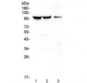 Western blot testing of 1) rat brain, 2) mouse brain and 3) mouse NIH3T3 lysate with Dynamin 1 antibody at 0.5ug/ml. Predicted molecular weight ~97 kDa.