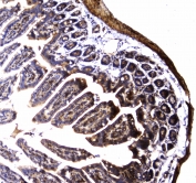 IHC testing of FFPE mouse small intestine tissue with Dynamin 1 antibody at 1ug/ml. Required HIER: steam section in pH6 citrate buffer for 20 min and allow to cool prior to staining.