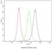 Flow cytometry testing of human U-251 MG cells with Dynamin 1 antibody at 1ug/10^6 cells (blocked with goat sera); Red=cells alone, Green=isotype control, Blue=Dynamin 1 antibody.