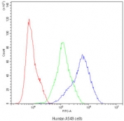 Flow cytometry testing of human A549 cells with Dynamin 1 antibody at 1ug/10^6 cells (blocked with goat sera); Red=cells alone, Green=isotype control, Blue=Dynamin 1 antibody.