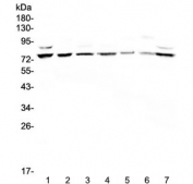 Western blot testing of human 1) HeLa, 2) COLO320, 3) A549, 4) PANC-1, 5) A431, 6) Jurkat and 7) 293T cell lysate with Elf-1 antibody at 0.5ug/ml. Expected molecular weight: ~68 kDa (unmodified) up to ~80 kDa (phosphorylated/glycosylated cytoplasmic form) and up to ~98 kDa (phosphorylated/glycosylated nuclear form).