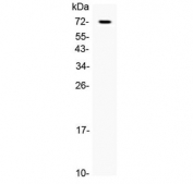Western blot testing of 1ng of recombinant human protein with CRLF2 antibody at 0.5ug/ml. Expected molecular weight: 42-50 kDa, observed here at 65-75 kDa.