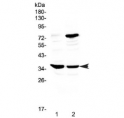 Western blot testing of rat 1) spleen and 2) thymus tissue with CD23 antibody at 0.5ug/ml. Expected molecular weight: 37-45 kDa.