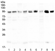 Western blot testing of rat 1) thymus, 2) spleen, 3) stomach, 4) lung and mouse 5) thymus, 6) spleen, 7) stomach, 8) lung and 9) HEPA1-6 lysate with BLIMP1 antibody at 0.5ug/ml. Predicted molecular weight: ~92 kDa.