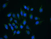 Immunofluorescent staining of FFPE human U-2 OS cells with CLPX antibody (green) at 2ug/ml and DAPI nuclear stain (blue). HIER: steam section in pH6 citrate buffer for 20 min.