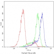 Flow cytometry testing of human HeLa cells with CLPX antibody at 1ug/10^6 cells (blocked with goat sera); Red=cells alone, Green=isotype control, Blue=CLPX antibody.