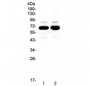 Western blot testing of 1) rat brain and 2) mouse brain lysate with SF1 antibody at 0.5ug/ml. Predicted molecular weight ~68 kDa.