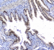 IHC testing of FFPE mouse small intestine tissue with SF1 antibody at 1ug/ml. Required HIER: steam section in pH6 citrate buffer for 20 min and allow to cool prior to staining.