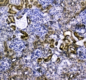 IHC testing of FFPE rat kidney tissue with Vcam-1 antibody at 1ug/ml. Required HIER: steam section in pH6 citrate buffer for 20 min and allow to cool prior to staining.