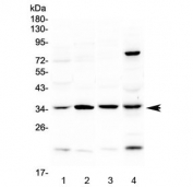 Western blot testing of 1) rat heart, 2) rat brain, 3) mouse heart and 4) human MCF7 lysate with STUB1 antibody at 0.5ug/ml. Predicted molecular weight ~35 kDa.